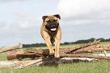 BULLMASTIFF 152